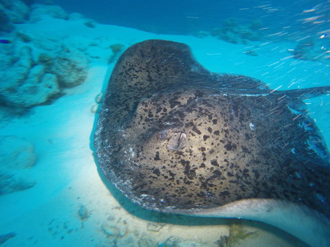Large marbled stingray searching for food coral reef of the Alimataa House reef in the Maldives
