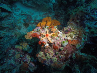 Fototapeta na wymiar Star fish on a coral reef at the Maldives