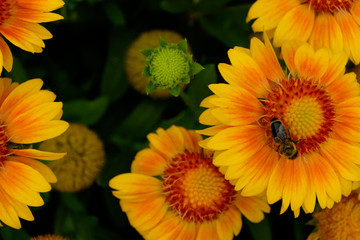 Bee on sunflower in a flower garden