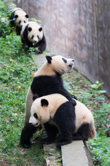 four young giant pandas waiting for food