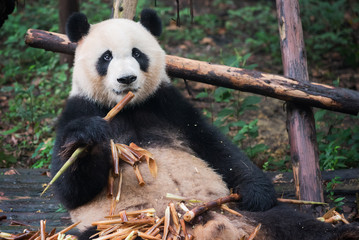 Giant panda looking at camera and eating bamboo