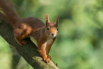 Red squirrel