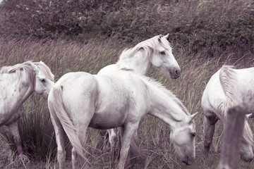 Obraz na płótnie Canvas white horse Camarge