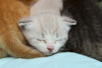 Fototapeta na wymiar White kitten sleeping between red and grey kittens.