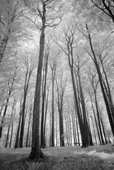 Foto auf Leinwand Infrared - Infrarot deciduous forest © Jürgen Sieg 