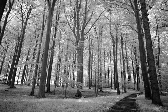 Infrared - Infrarot deciduous forest