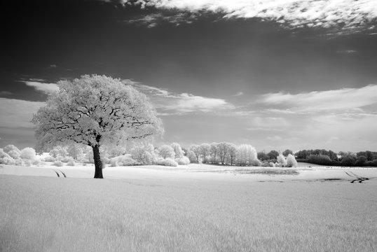 Infrared - Infrarot A tree in the field
