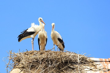 White storks in nest, Cigoc, Lonjsko polje, Croatia