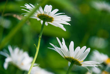 Bottom view of chamomile flowers