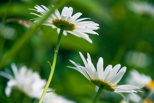 Bottom view of chamomile flowers