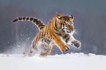 Wandaufkleber Beautiful young Siberian Tiger enjoying his typical environment,. © janstria
