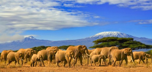 Kudde Afrikaanse olifanten tijdens een safarireis naar Kenia en een met sneeuw bedekte Kilimanjaro-berg in Tanzania op de achtergrond, onder een bewolkte blauwe lucht.