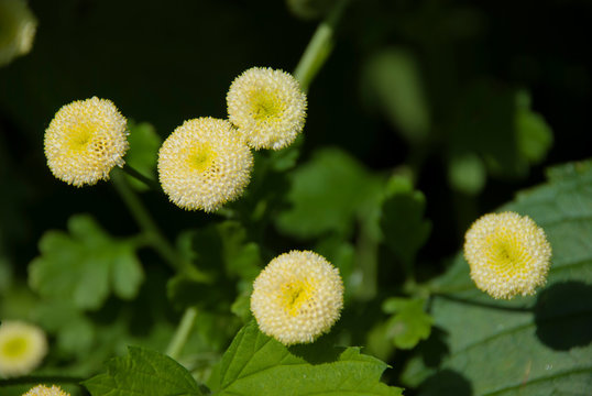 Tanacetum parthenium White Bonnet (Feverfew)  closeup view from above