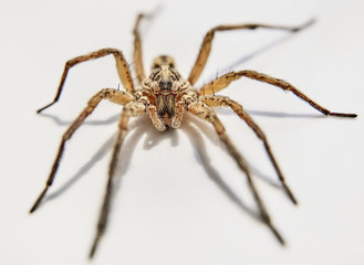 big spider isolated on white back ground