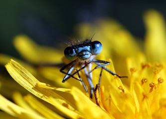 Blue eye