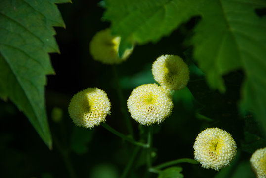 Tanacetum parthenium White Bonnet (Feverfew)  closeup view from above