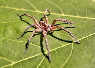 big spider isolated on green leaf ground