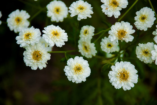 Tanacetum parthenium 'Double White' closeup