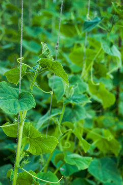Garden trellis with cucumber vines climbing