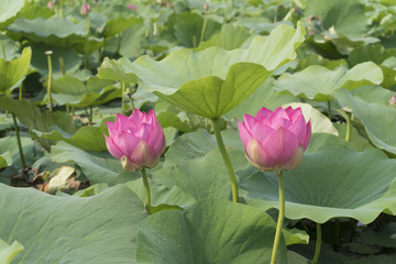 beautiful lotus in the field