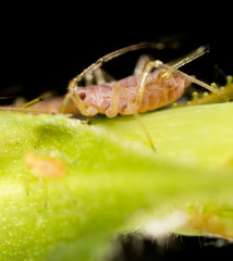Aphids on a green leaf in nature