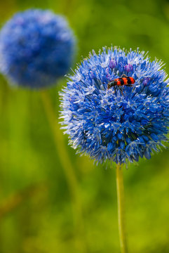 Blooming Allium caeruleum with red beattle (richodes apiarius) on it