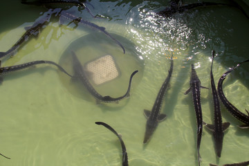 Grouped flock of sturgeons (Acipenser stellatus) in fish farm pool ready to be implanted with a...