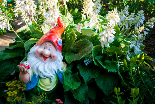 Garden gnome decorative figure near blooming Hosta plant
