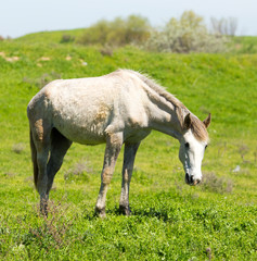 Obraz na płótnie Canvas A horse in the pasture on a green lawn