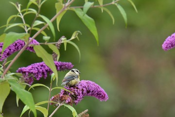 Mésange sur un arbre à papillons
