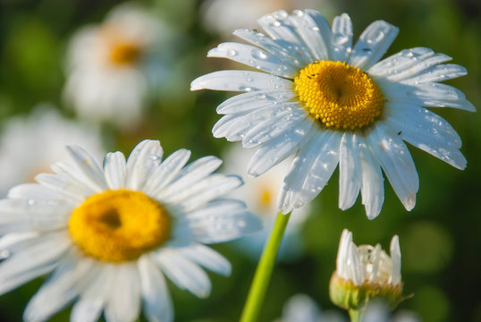Fresh water drops on daisies flowers after watering