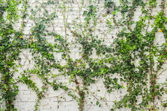 Ficus pumila climbing on white wall