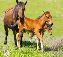 A horse in the pasture on a green lawn