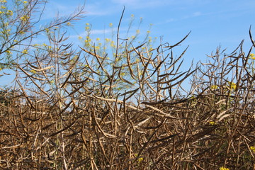 Sommer_Rapsfeld_bunte_Blueten