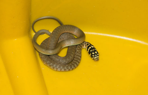Foto Stock Ritratto della biscia dal collare o natrice dal collare:  serpente europeo non velenoso | Adobe Stock