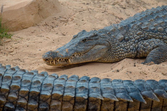 Image of a crocodile. Reptile Animals.