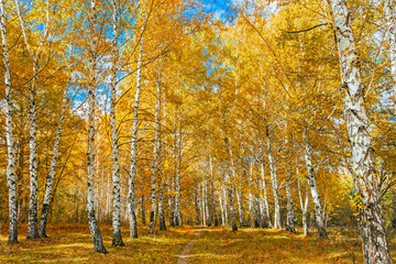 autumn birch forest