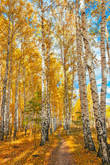 Obrazy na Szkle  jesienny las brzozowy