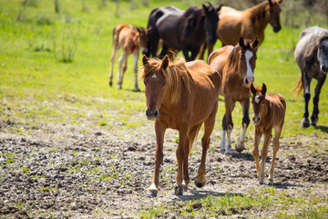 Fototapeta premium A horse in the pasture on a green lawn