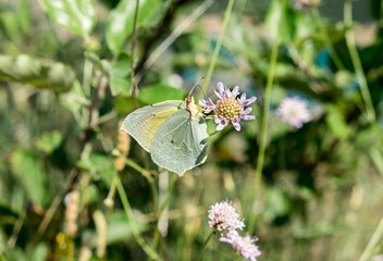Cabbage Butterfly (Pieris brassicae) on a wild flower at sunny day