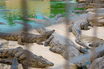 Many crocodiles in the farm in Tunisia