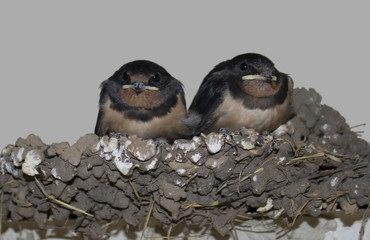 Swallows in a nest