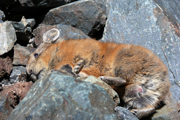 Pika resting in rocks. High elevation species, Altai mountains. Close-up