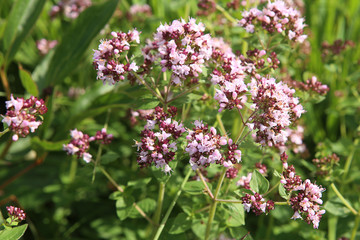 Oregano: spice and  herb. Flowers oregano in blossom in garden.