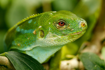 Portrait of male Fiji banded iguana (Brachylophus fasciatus) on Viti Levu Island, Fiji