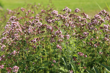 Oregano: spice and  herb. Flowers oregano in blossom in garden.