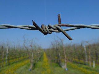Wine yard secured with barbed wire