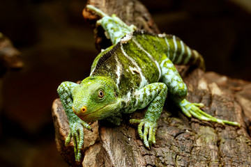 Fijian crested iguana (Brachylophus vitiensis) on Viti Levu Island, Fiji