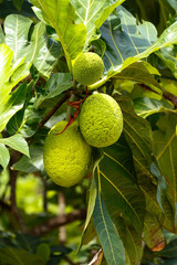 Breadfruit tree with fruits