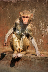 Wet Rhesus macaque sitting on a stone wall in Jaipur, Rajasthan, India